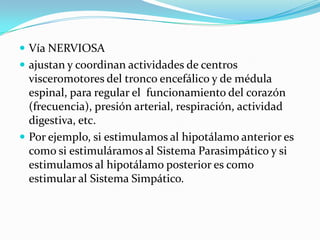  Vía NERVIOSA
 ajustan y coordinan actividades de centros
visceromotores del tronco encefálico y de médula
espinal, para regular el funcionamiento del corazón
(frecuencia), presión arterial, respiración, actividad
digestiva, etc.
 Por ejemplo, si estimulamos al hipotálamo anterior es
como si estimuláramos al Sistema Parasimpático y si
estimulamos al hipotálamo posterior es como
estimular al Sistema Simpático.
 