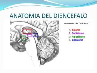 ANATOMIA DEL DIENCEFALO
 