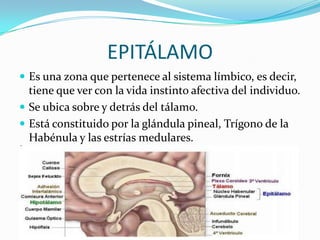 EPITÁLAMO
 Es una zona que pertenece al sistema límbico, es decir,
tiene que ver con la vida instinto afectiva del individuo.
 Se ubica sobre y detrás del tálamo.
 Está constituido por la glándula pineal, Trígono de la
Habénula y las estrías medulares.
 