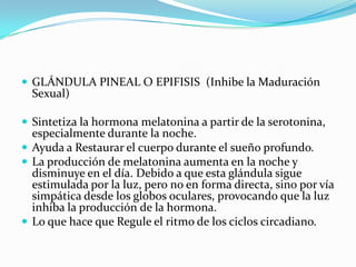  GLÁNDULA PINEAL O EPIFISIS (Inhibe la Maduración
Sexual)
 Sintetiza la hormona melatonina a partir de la serotonina,
especialmente durante la noche.
 Ayuda a Restaurar el cuerpo durante el sueño profundo.
 La producción de melatonina aumenta en la noche y
disminuye en el día. Debido a que esta glándula sigue
estimulada por la luz, pero no en forma directa, sino por vía
simpática desde los globos oculares, provocando que la luz
inhiba la producción de la hormona.
 Lo que hace que Regule el ritmo de los ciclos circadiano.
 