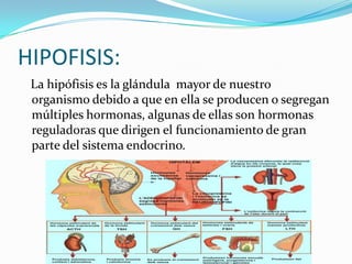 HIPOFISIS:
La hipófisis es la glándula mayor de nuestro
organismo debido a que en ella se producen o segregan
múltiples hormonas, algunas de ellas son hormonas
reguladoras que dirigen el funcionamiento de gran
parte del sistema endocrino.
 