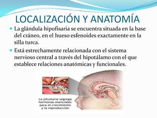 LOCALIZACIÓN Y ANATOMÍA
 La glándula hipofisaria se encuentra situada en la base
del cráneo, en el hueso esfenoides exactamente en la
silla turca.
 Está estrechamente relacionada con el sistema
nervioso central a través del hipotálamo con el que
establece relaciones anatómicas y funcionales.
 