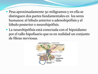  Pesa aproximadamente 50 miligramos y en ella se
distinguen dos partes fundamentales en los seres
humanos: el lóbulo anterior o adenohipófisis y el
lóbulo posterior o neurohipófisis.
 La neurohipófisis está conectada con el hipotálamo
por el tallo hipofisario que es en realidad un conjunto
de fibras nerviosas.
 