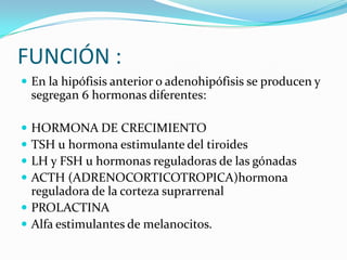 FUNCIÓN :
 En la hipófisis anterior o adenohipófisis se producen y
segregan 6 hormonas diferentes:
 HORMONA DE CRECIMIENTO
 TSH u hormona estimulante del tiroides
 LH y FSH u hormonas reguladoras de las gónadas
 ACTH (ADRENOCORTICOTROPICA)hormona
reguladora de la corteza suprarrenal
 PROLACTINA
 Alfa estimulantes de melanocitos.
 