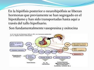 En la hipófisis posterior o neurohipófisis se liberan
hormonas que previamente se han segregado en el
hipotálamo y han sido transportadas hasta aquí a
través del tallo hipofisario.
Son fundamentalmente vasopresina y oxitocina
 