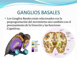 GANGLIOS BASALES
 Los Ganglios Basales están relacionados con la
preprogramación del movimiento sino también con el
procesamiento de la Emoción y las funciones
Cognitivas.
 