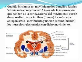  Cuando iniciamos un movimiento los Ganglios Basales
“eliminan la competencia”. A través de la información
que reciben de la corteza acerca del movimiento que se
desea realizar, éstos inhiben (frenan) los músculos
antagonistas al movimiento y liberan (desinhibiendo)
los músculos relacionados con dicho movimiento.
 