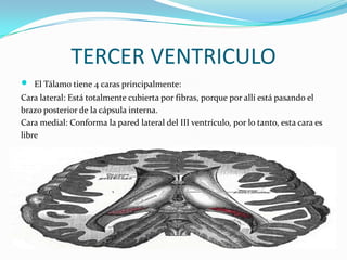 TERCER VENTRICULO
 El Tálamo tiene 4 caras principalmente:
Cara lateral: Está totalmente cubierta por fibras, porque por allí está pasando el
brazo posterior de la cápsula interna.
Cara medial: Conforma la pared lateral del III ventrículo, por lo tanto, esta cara es
libre
 