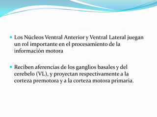  Los Núcleos Ventral Anterior y Ventral Lateral juegan
un rol importante en el procesamiento de la
información motora
 Reciben aferencias de los ganglios basales y del
cerebelo (VL), y proyectan respectivamente a la
corteza premotora y a la corteza motora primaria.
 