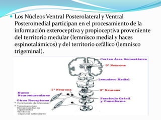  Los Núcleos Ventral Posterolateral y Ventral
Posteromedial participan en el procesamiento de la
información exteroceptiva y propioceptiva proveniente
del territorio medular (lemnisco medial y haces
espinotalámicos) y del territorio cefálico (lemnisco
trigeminal).
 