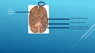 diencefalo-y-telencefalo-pptx