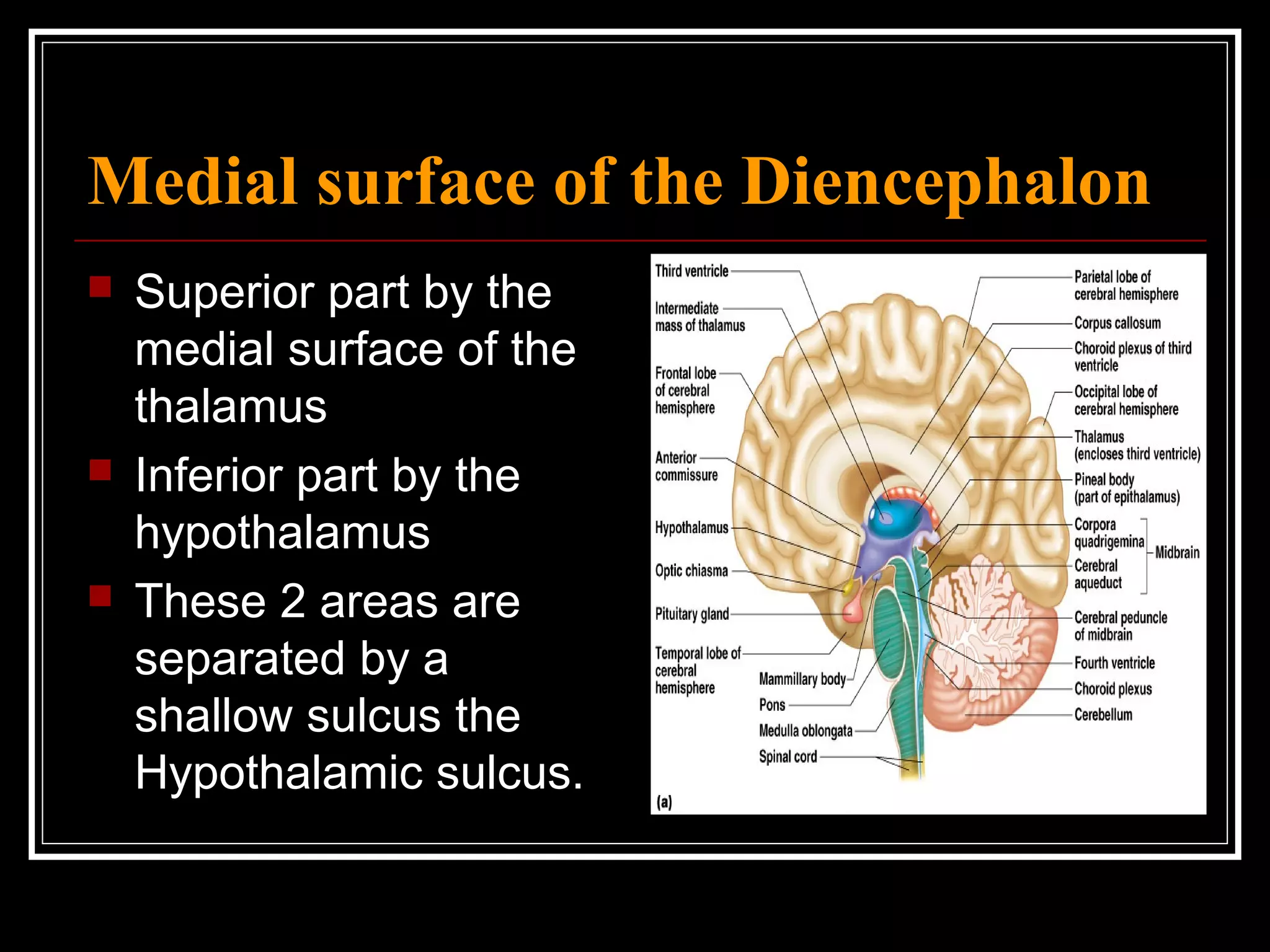 Medial surface of the Diencephalon Superior part by the medial surface of the thalamus Inferior part by the hypothalamus These 2 areas are separated by a shallow sulcus the Hypothalamic sulcus.  