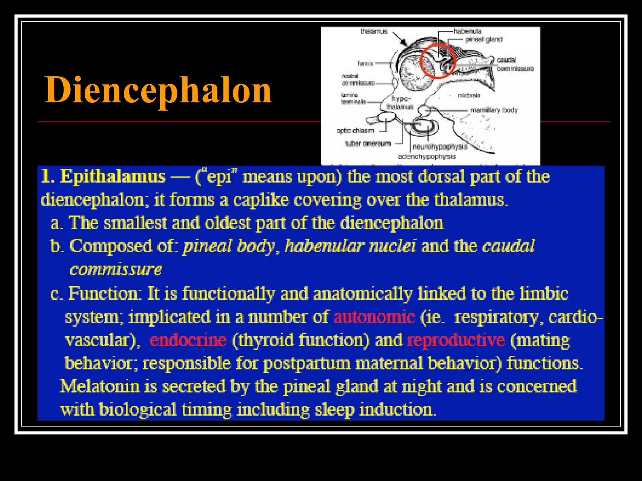 Diencephalon 