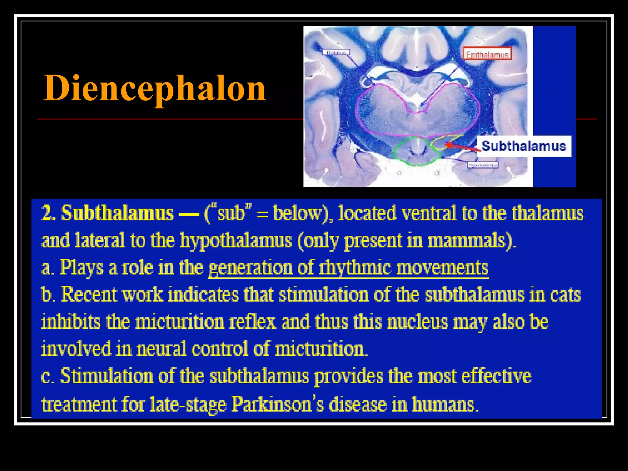 Diencephalon 