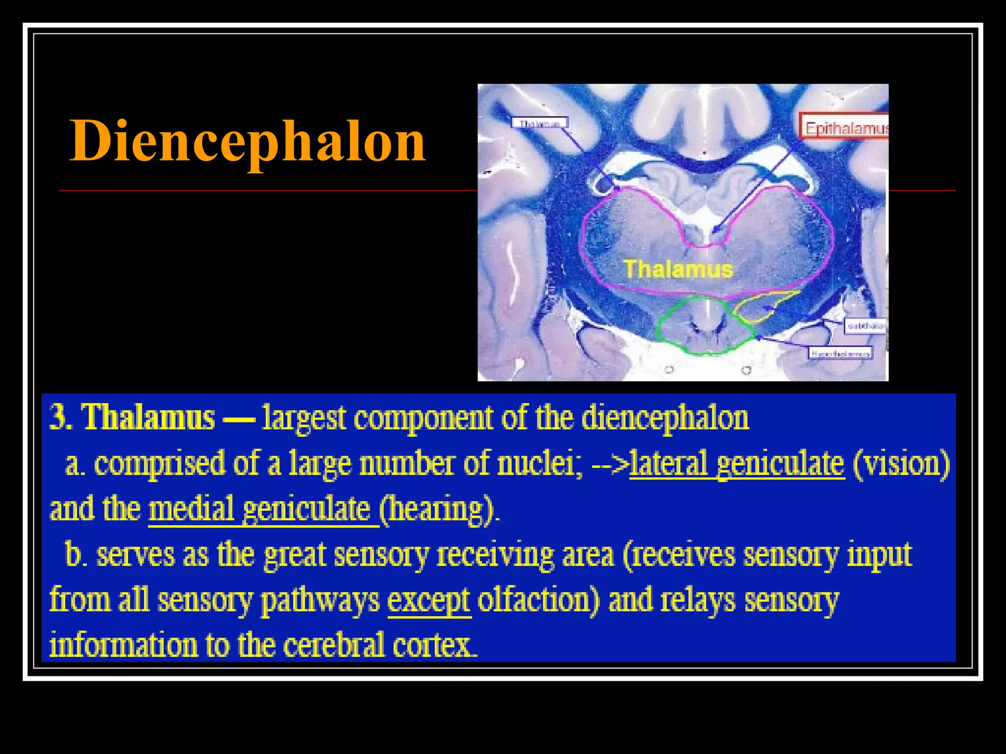 Diencephalon 