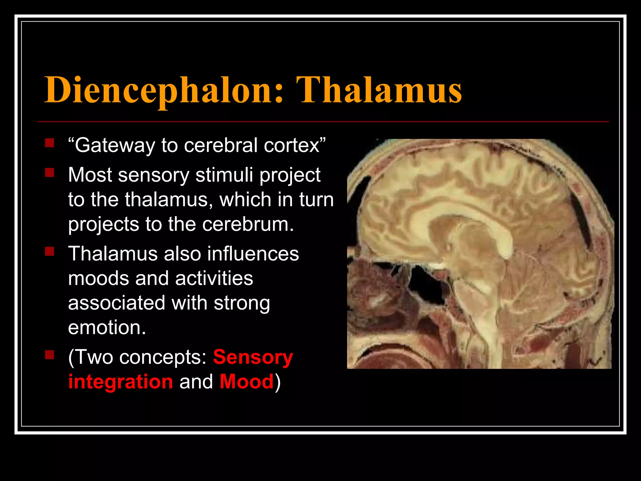 Diencephalon: Thalamus “ Gateway to cerebral cortex” Most sensory stimuli project to the thalamus, which in turn projects to the cerebrum. Thalamus also influences moods and activities associated with strong emotion. (Two concepts:  Sensory integration  and  Mood ) 