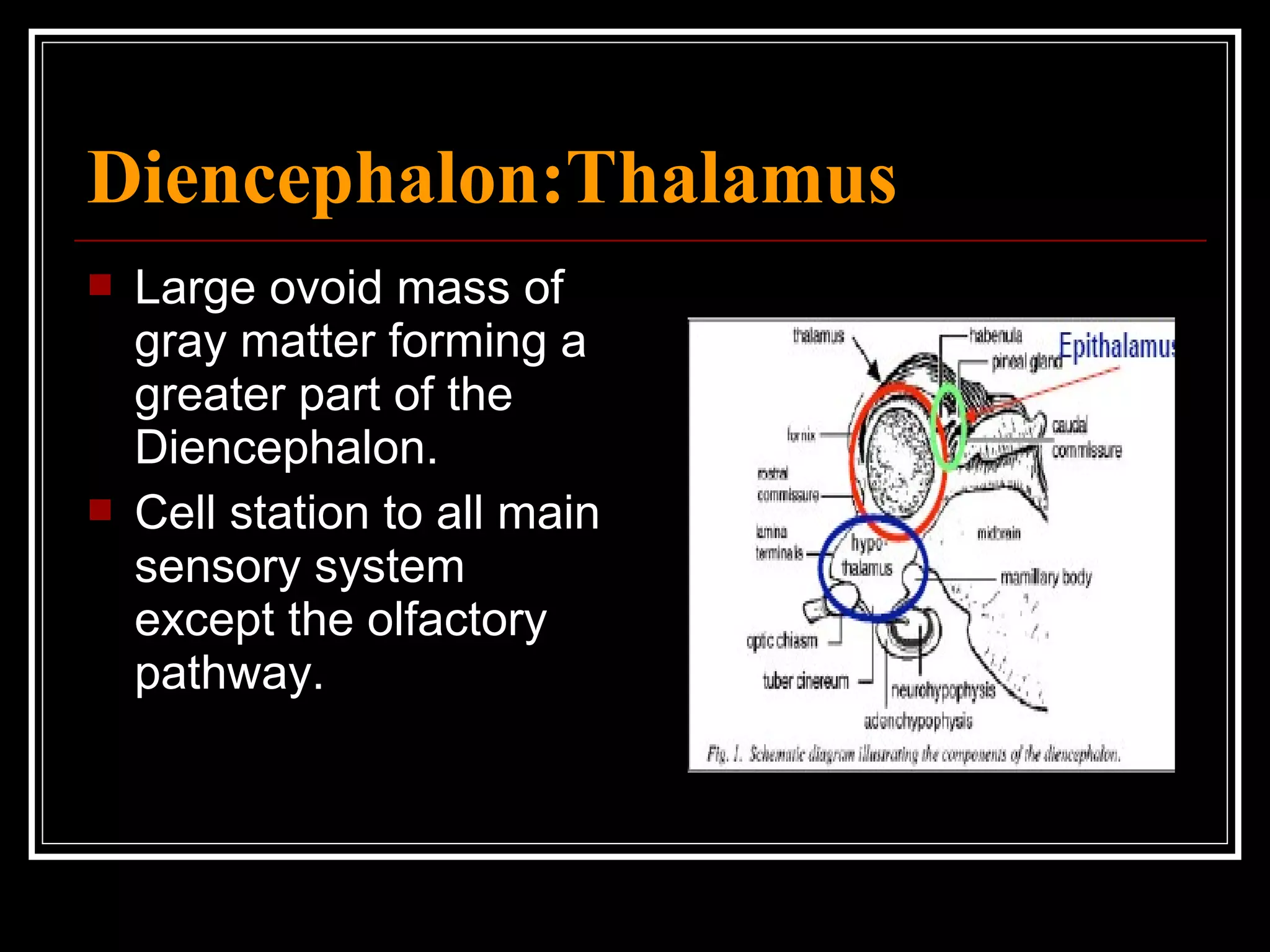 Diencephalon:Thalamus Large ovoid mass of gray matter forming a greater part of the Diencephalon. Cell station to all main sensory system except the olfactory pathway. 