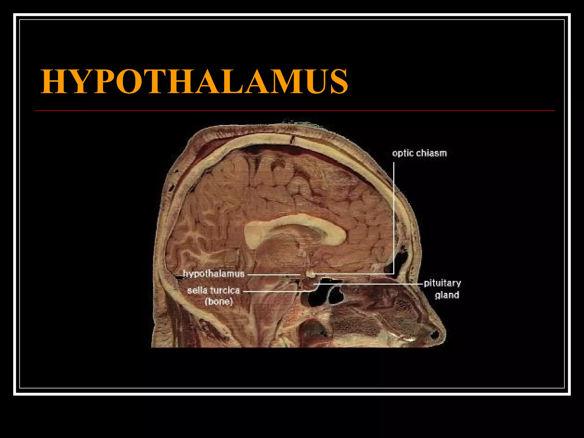 HYPOTHALAMUS 