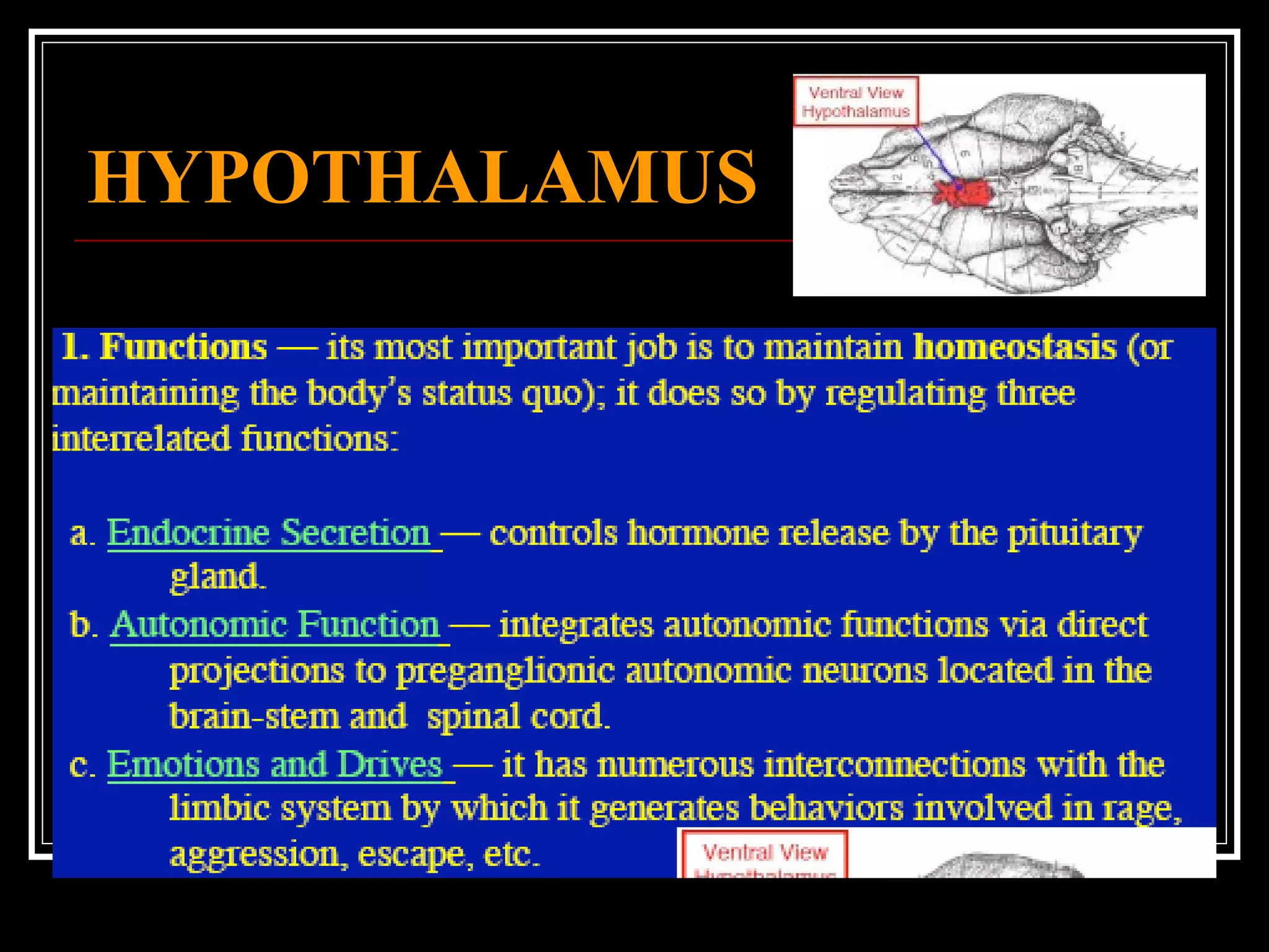 HYPOTHALAMUS 