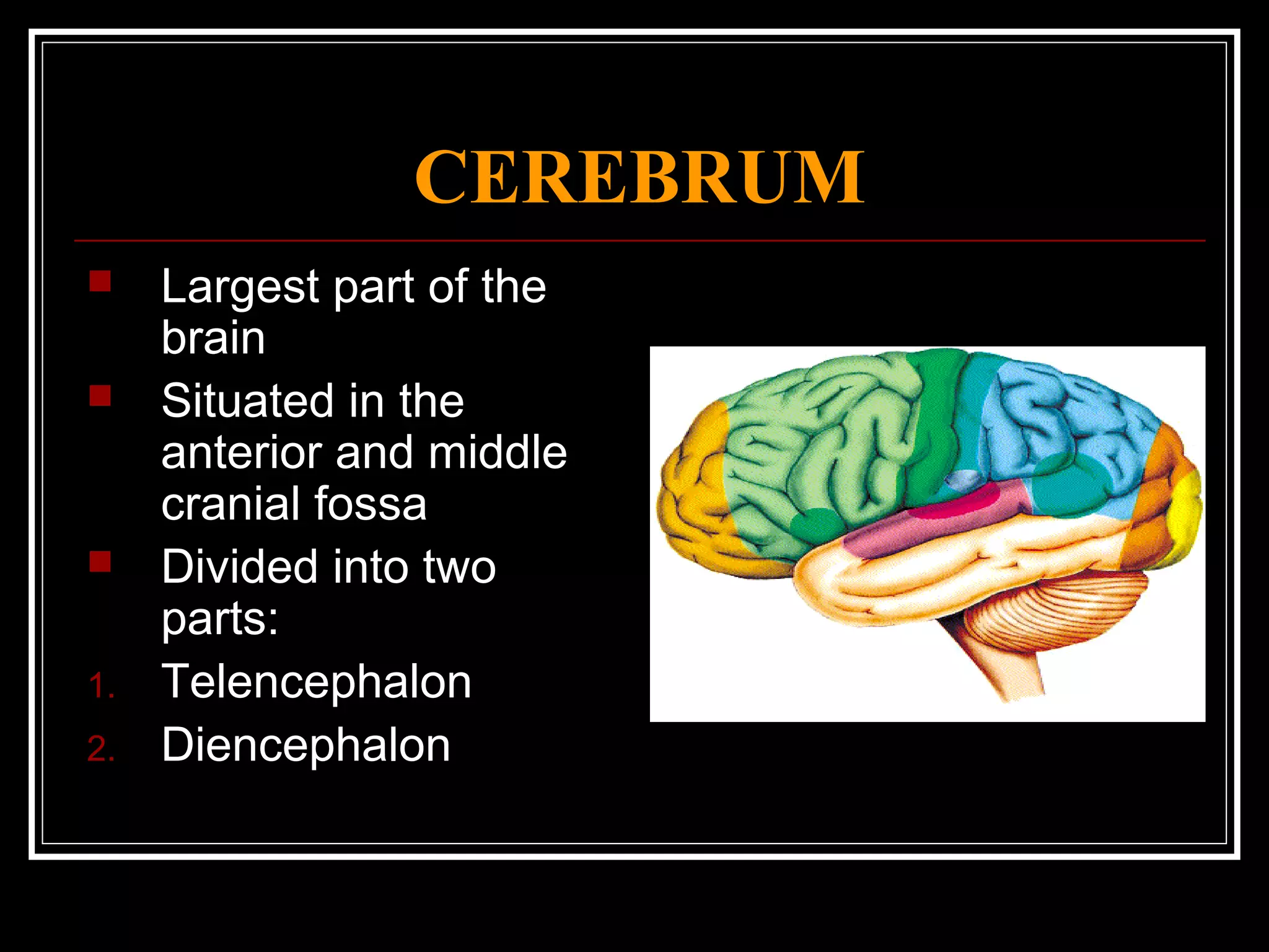 CEREBRUM Largest part of the brain Situated in the anterior and middle cranial fossa Divided into two parts: Telencephalon Diencephalon 