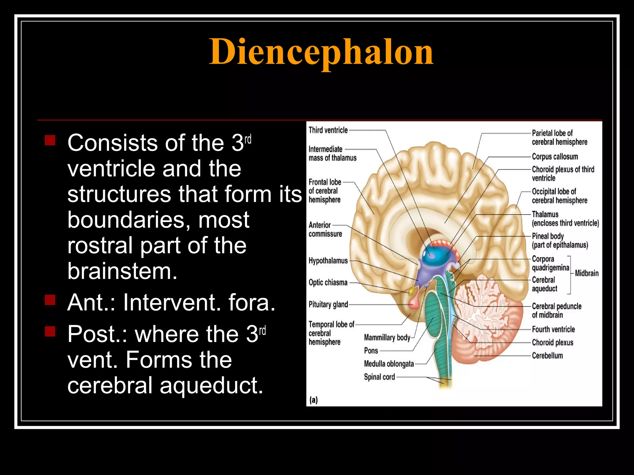 Diencephalon Consists of the 3 rd  ventricle and the structures that form its boundaries, most rostral part of the brainstem. Ant.: Intervent. fora. Post.: where the 3 rd  vent. Forms the cerebral aqueduct. 
