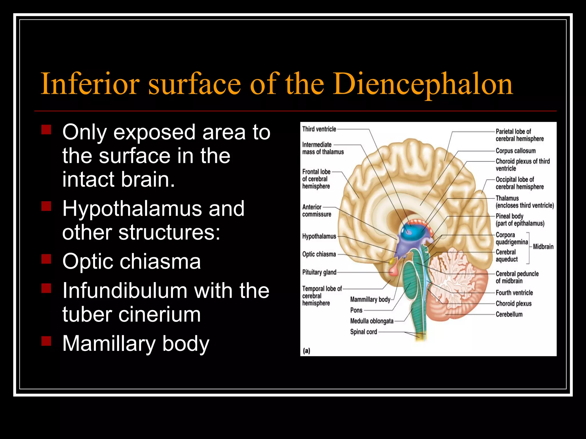 Inferior surface of the Diencephalon Only exposed area to the surface in the intact brain. Hypothalamus and other structures: Optic chiasma Infundibulum with the tuber cinerium Mamillary body 