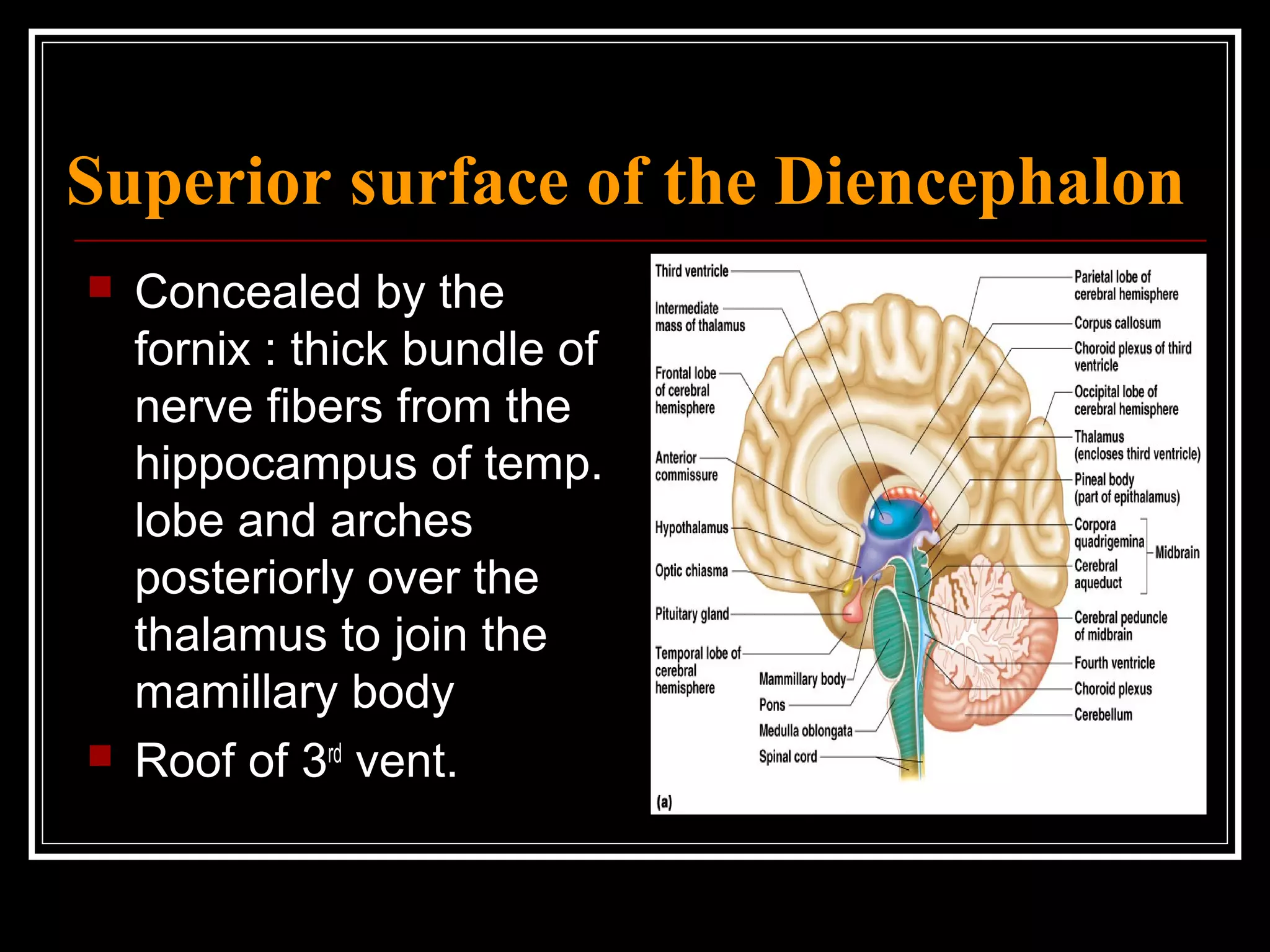Superior surface of the Diencephalon Concealed by the fornix : thick bundle of nerve fibers from the hippocampus of temp. lobe and arches posteriorly over the thalamus to join the mamillary body Roof of 3 rd  vent. 