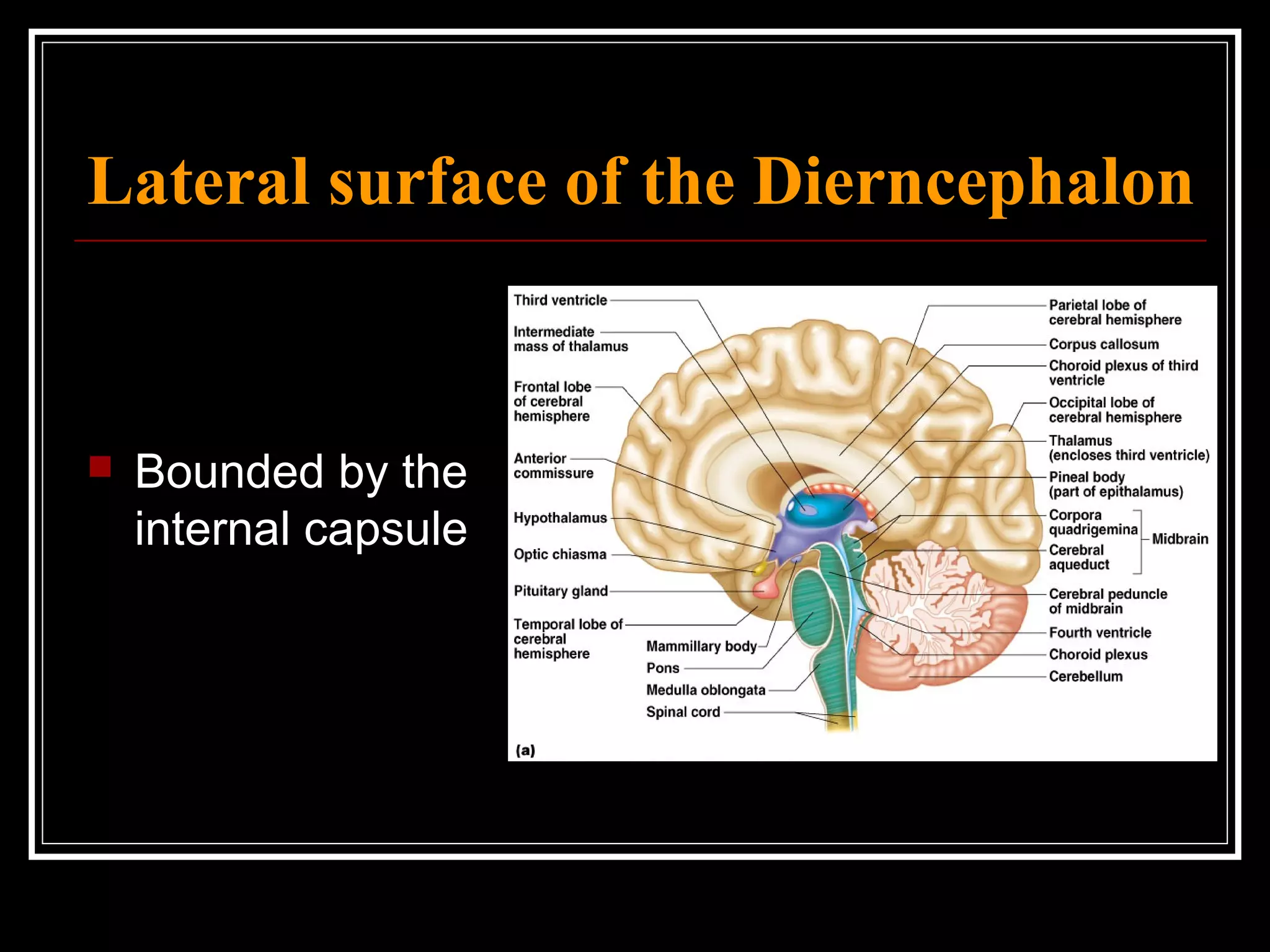 Lateral surface of the Dierncephalon Bounded by the internal capsule 