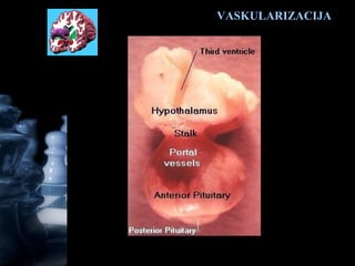 VASKULARIZACIJAVASKULARIZACIJA
 