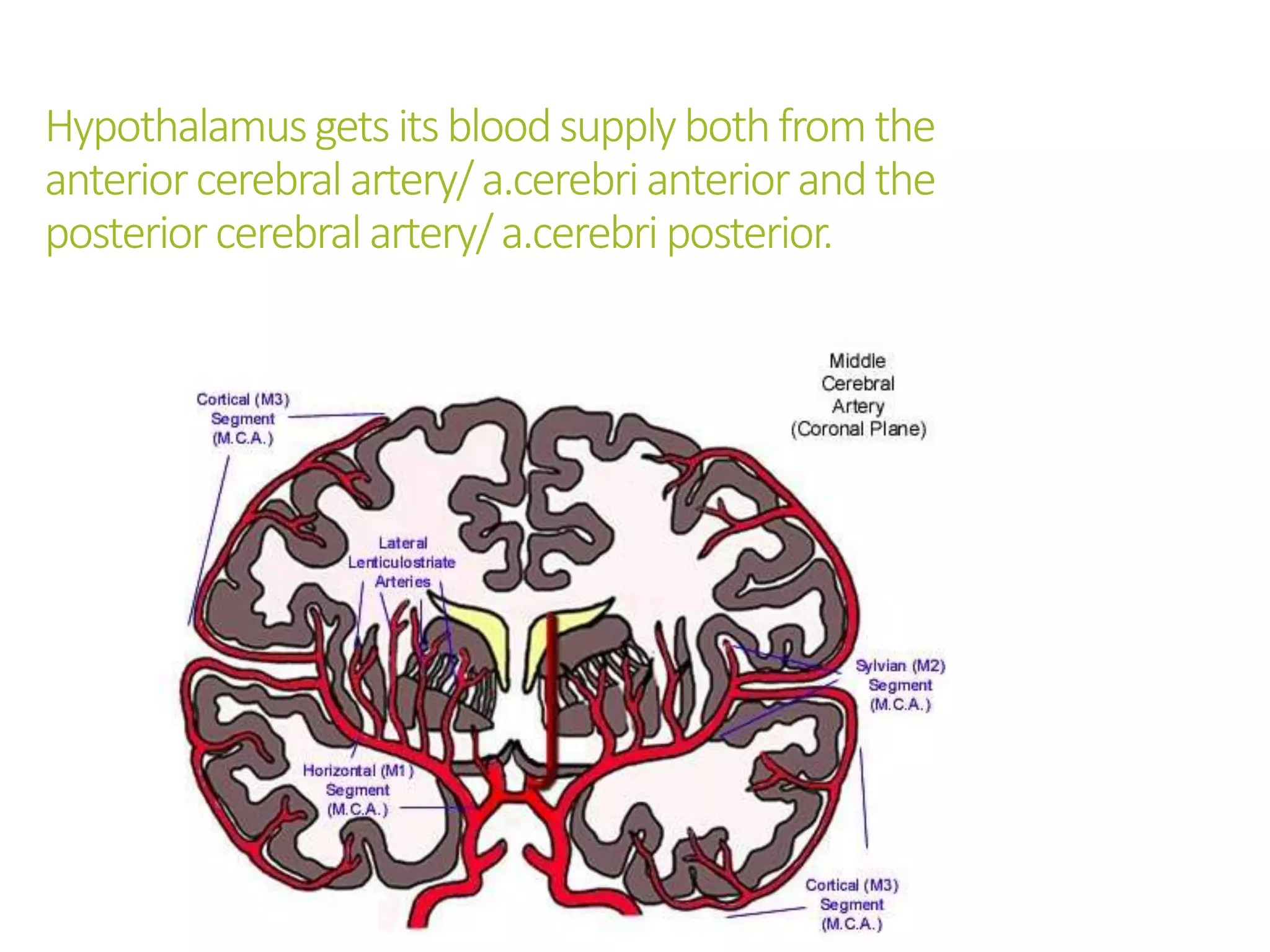 Hypothalamusgetsitsbloodsupplybothfromthe
anteriorcerebralartery/a.cerebrianteriorandthe
posteriorcerebralartery/a.cerebriposterior.
 
