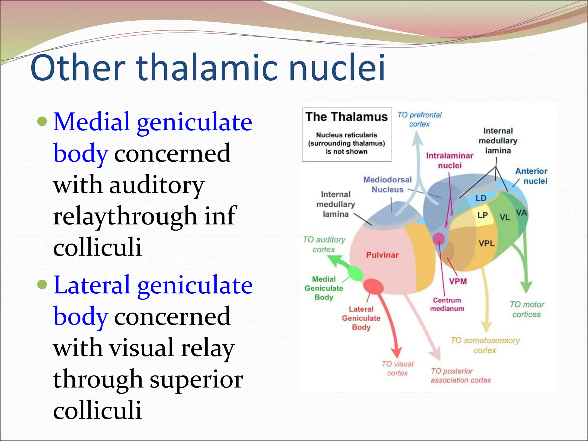 Other thalamic nuclei
 Medial geniculate
body concerned
with auditory
relaythrough inf
colliculi
 Lateral geniculate
body concerned
with visual relay
through superior
colliculi
 