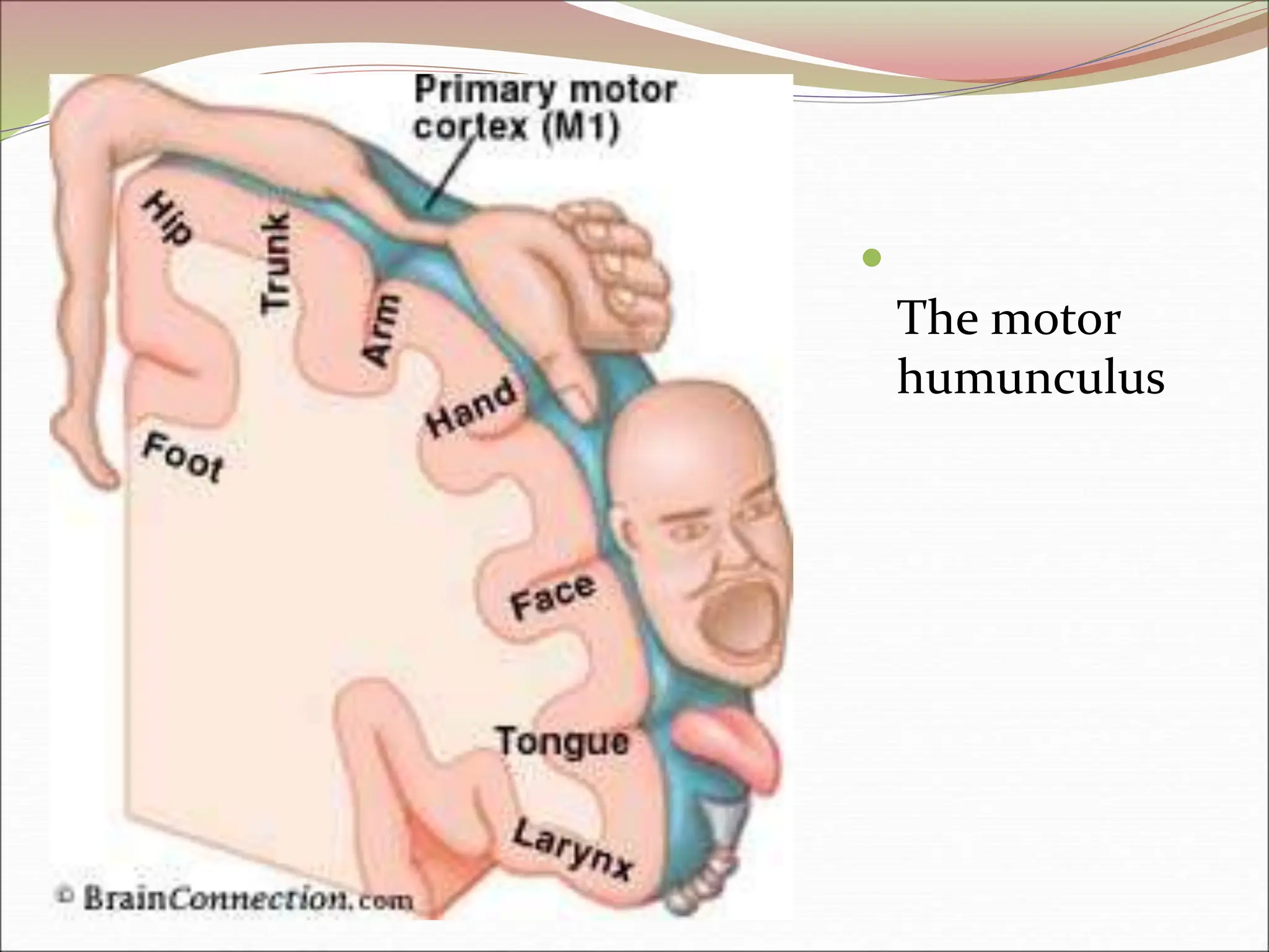 
The motor
humunculus
 