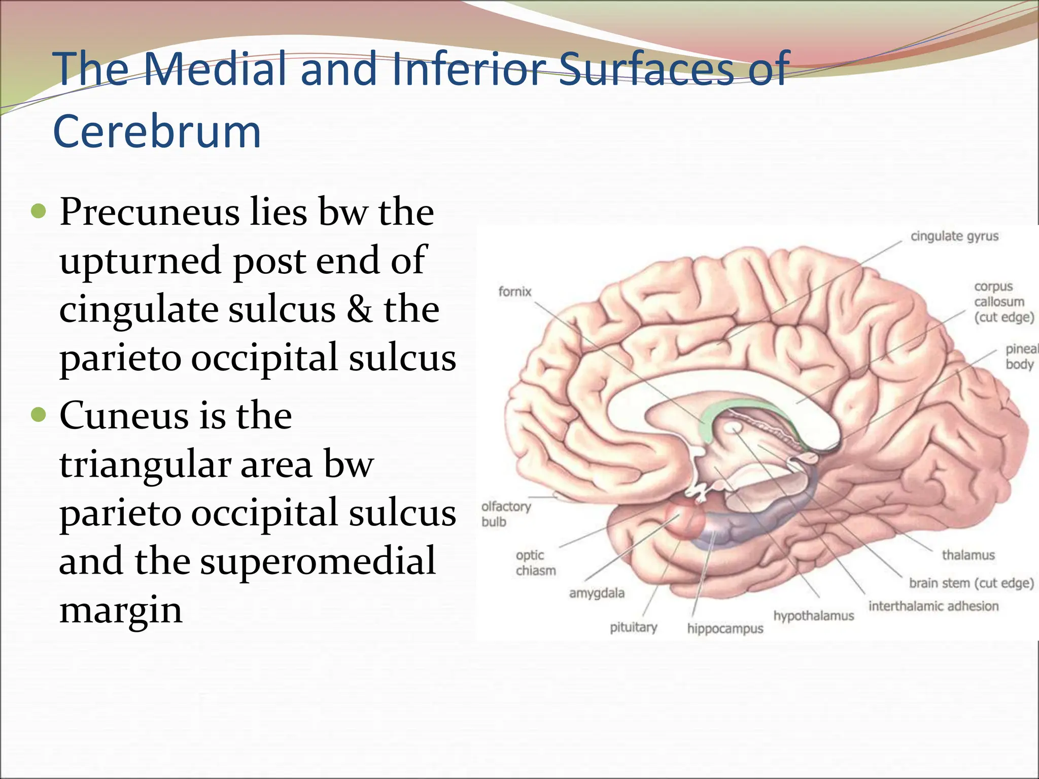The Medial and Inferior Surfaces of
Cerebrum
 Precuneus lies bw the
upturned post end of
cingulate sulcus & the
parieto occipital sulcus
 Cuneus is the
triangular area bw
parieto occipital sulcus
and the superomedial
margin
 