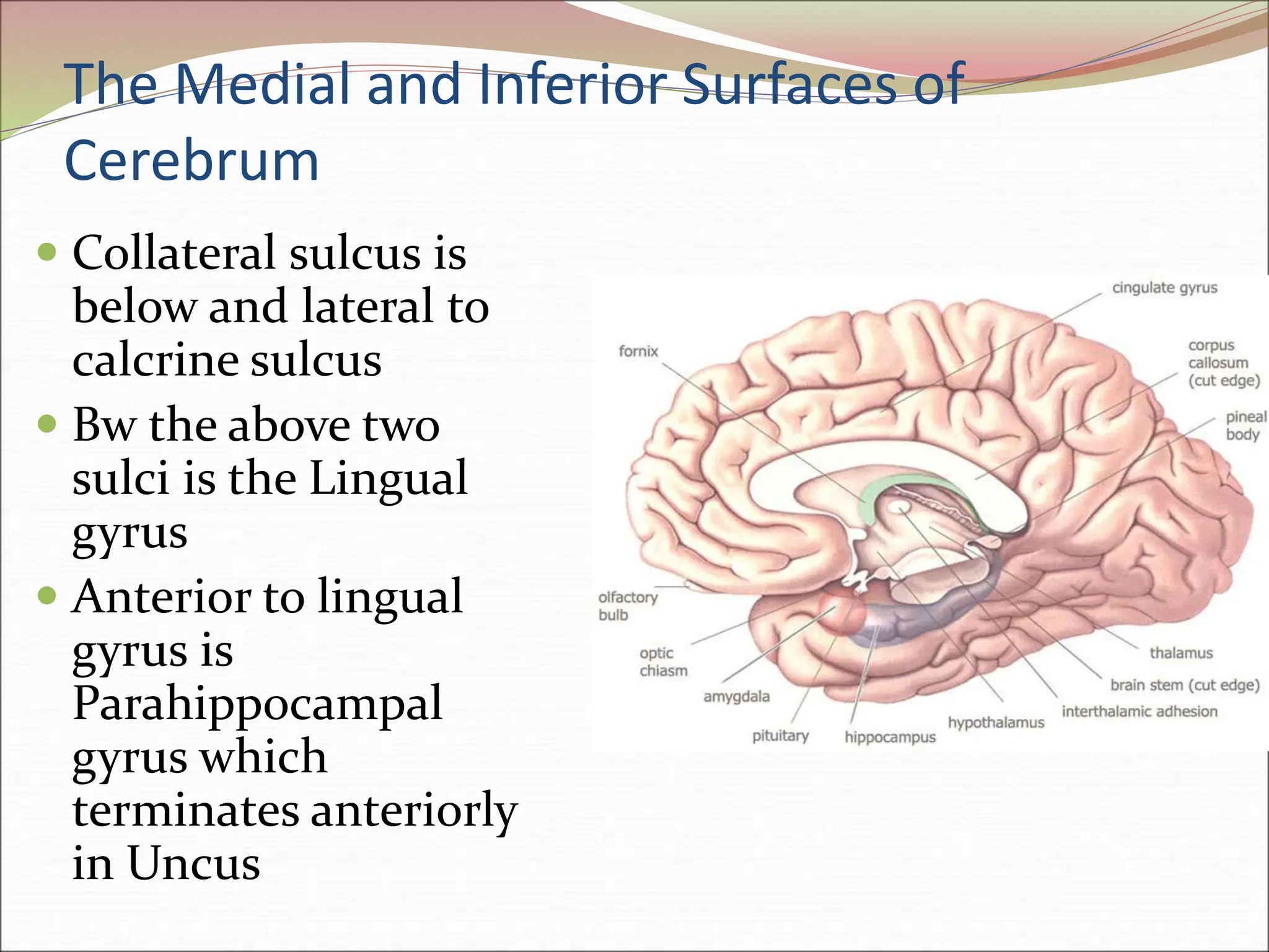 The Medial and Inferior Surfaces of
Cerebrum
 Collateral sulcus is
below and lateral to
calcrine sulcus
 Bw the above two
sulci is the Lingual
gyrus
 Anterior to lingual
gyrus is
Parahippocampal
gyrus which
terminates anteriorly
in Uncus
 