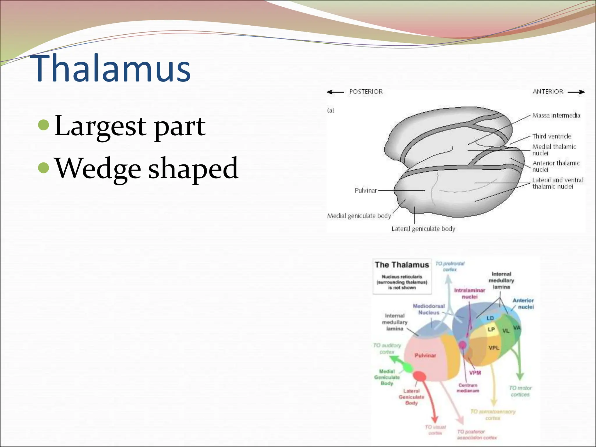 Thalamus
Largest part
Wedge shaped
 