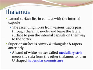 Thalamus
 Lateral surface lies in contact with the internal
capsule
 The ascending fibres from various tracts pass
through thalamic nuclei and leave the lateral
surface to join the internal capsule on their way
to the cortex
 Superior surface is convex & triangular & tapers
anteriorly
 A band of white matter called medullary stria
meets the stria from the other thalamus to form
U shaped habenular commissure
 