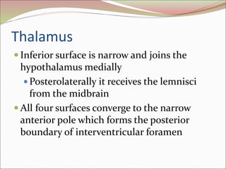 Thalamus
 Inferior surface is narrow and joins the
hypothalamus medially
 Posterolaterally it receives the lemnisci
from the midbrain
 All four surfaces converge to the narrow
anterior pole which forms the posterior
boundary of interventricular foramen
 