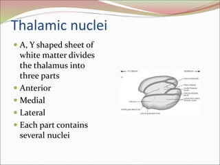 Thalamic nuclei
 A, Y shaped sheet of
white matter divides
the thalamus into
three parts
 Anterior
 Medial
 Lateral
 Each part contains
several nuclei
 