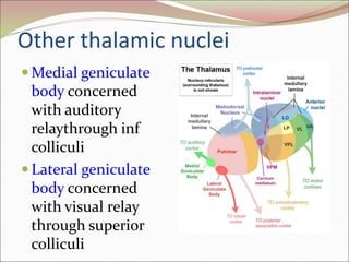 Other thalamic nuclei
 Medial geniculate
body concerned
with auditory
relaythrough inf
colliculi
 Lateral geniculate
body concerned
with visual relay
through superior
colliculi
 