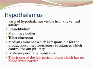 Hypothalamus
Parts of hypothalamus visible from the ventral
surface
 Infundibulum
 Mamillary bodies
 Tuber cinereum
 Median eminence which is responsible for the
production of neurosecretory substances which
control the ant pitutary
 Posterior perforated substance
 This is one of the few parts of brain which has no
blood brain barrier
 