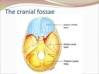 The cranial fossae
 