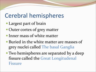Cerebral hemispheres
 Largest part of brain
 Outer cortex of grey matter
 Inner mass of white matter
 Buried in the white matter are masses of
grey nuclei called The basal Ganglia
 Two hemispheres are separated by a deep
fissure called the Great Longitudenal
Fissure
 