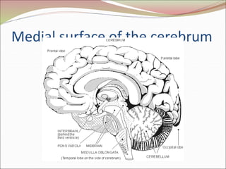 Medial surface of the cerebrum
 