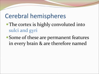 Cerebral hemispheres
The cortex is highly convoluted into
sulci and gyri
Some of these are permanent features
in every brain & are therefore named
 