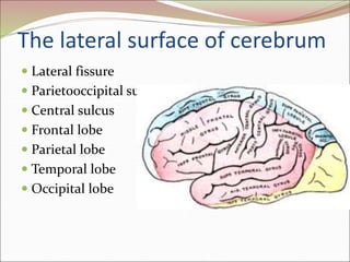 The lateral surface of cerebrum
 Lateral fissure
 Parietooccipital sulcus
 Central sulcus
 Frontal lobe
 Parietal lobe
 Temporal lobe
 Occipital lobe
 
