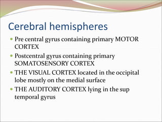 Cerebral hemispheres
 Pre central gyrus containing primary MOTOR
CORTEX
 Postcentral gyrus containing primary
SOMATOSENSORY CORTEX
 THE VISUAL CORTEX located in the occipital
lobe mostly on the medial surface
 THE AUDITORY CORTEX lying in the sup
temporal gyrus
 
