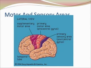 Motor And Sensory Areas
 