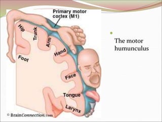 
The motor
humunculus
 