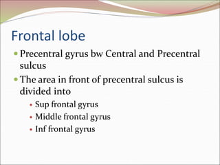 Frontal lobe
 Precentral gyrus bw Central and Precentral
sulcus
 The area in front of precentral sulcus is
divided into
 Sup frontal gyrus
 Middle frontal gyrus
 Inf frontal gyrus
 
