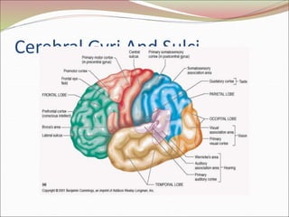 Cerebral Gyri And Sulci
 